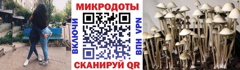 Купить  Светлогорск  Псилоцибиновые грибы Psilocybine cubensis 